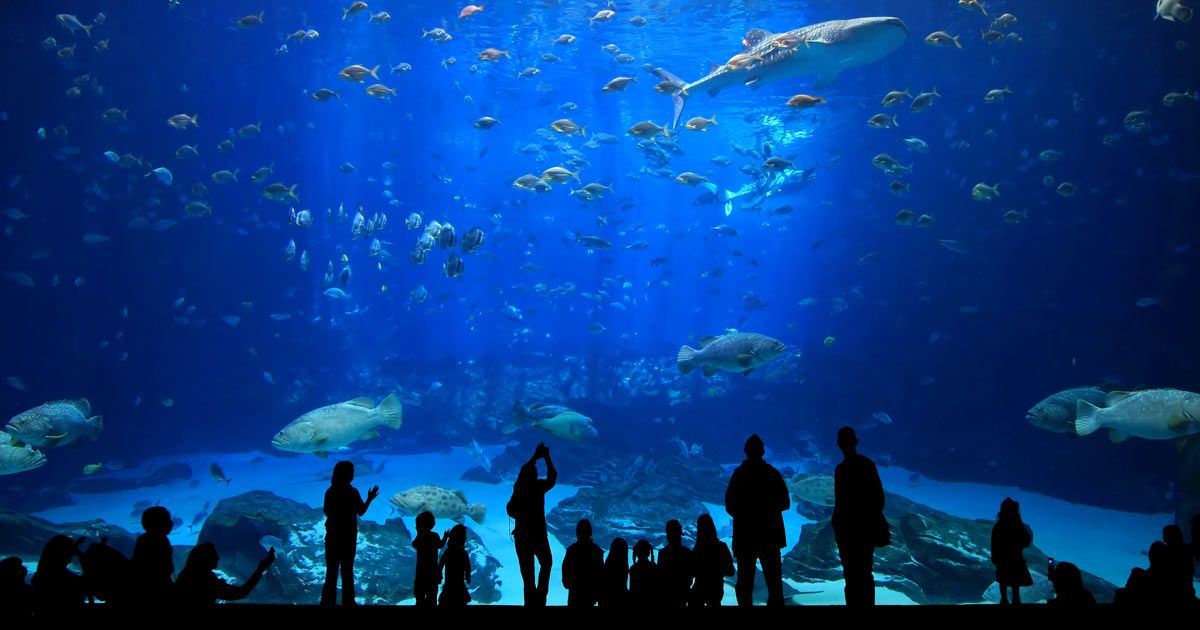 Discover the New England Aquarium